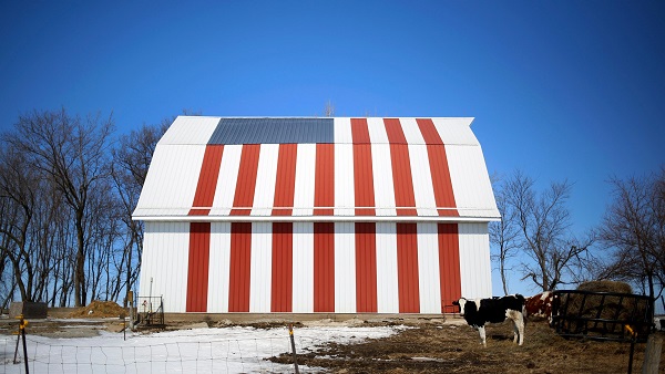 A cow stands in front of barn painted with a U.S. flag in Homestead, Iowa,