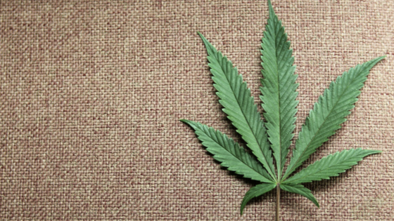 A marijuana leaf is displayed at Canna Pi medical marijuana dispensary in Seattle