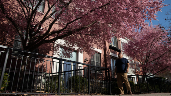 A pedestrian looks at cherry blossoms in front of an apartment building in Washington, DC