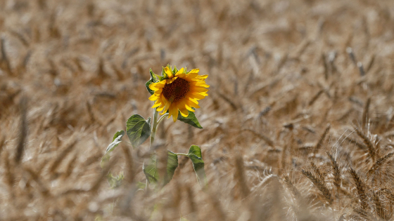 A sunflower is seen on a wheat field near the village of Zhovtneve