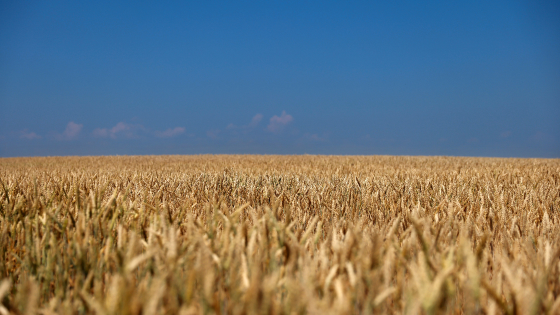 A wheat field under the blue sky is pictured in the suburb of Kyiv