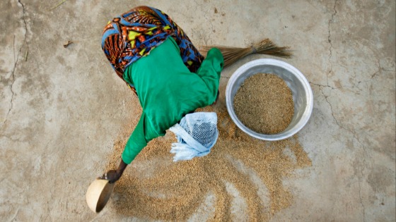 A woman from the Daborin Single Mothers Association gathers rice at a small processing plant