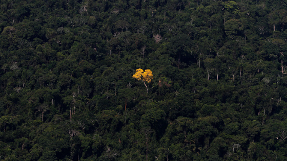 An ipe tree is seen in this aerial view of the Amazon rainforest