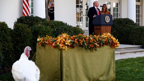 One of the 72nd National Thanksgiving Turkeys walks in the Rose Garden as U.S. President Donald Trump speaks.