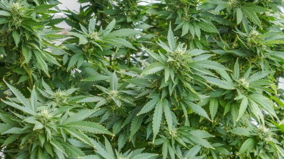 Cannabis plants growing at a residential apartment balcony