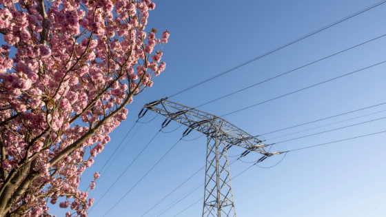 Cherry blossoms seen next to large power line