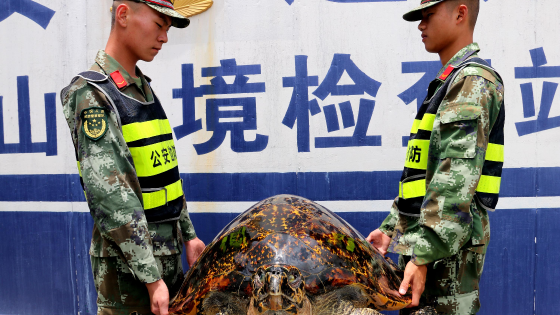 Coast guards carry two specimens of smuggled hawksbill sea turtle