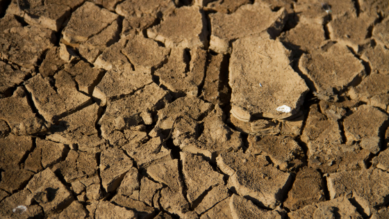 Dried cracked up soil on the edge of the Lake Wegnia