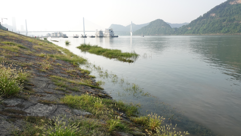 Green Plants Soak in the clear water of the rising Yangtze River in Yichang, Hubei province, China,