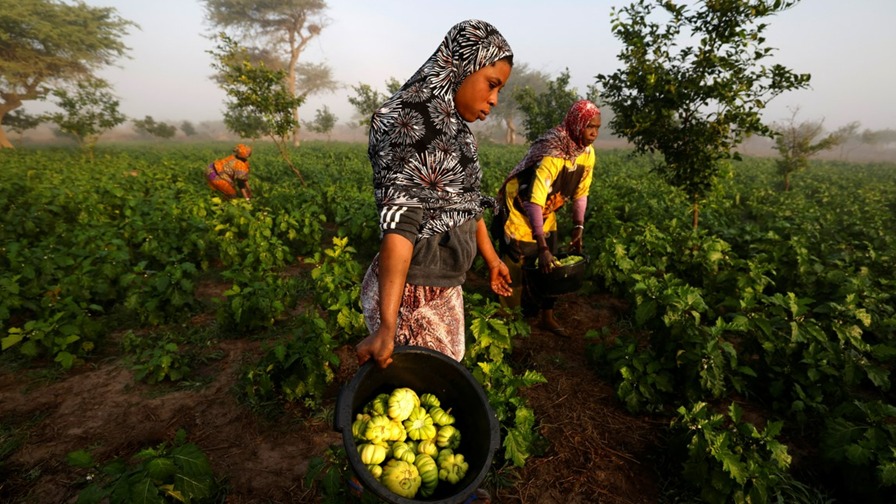 Harvesting eggplants near Notto Gouye Diama, Senegal