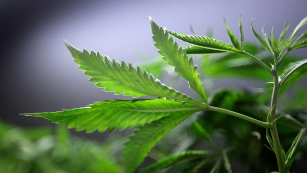 Marijuana plants for sale are displayed at the medical marijuana farmers market in Los Angeles, CA.