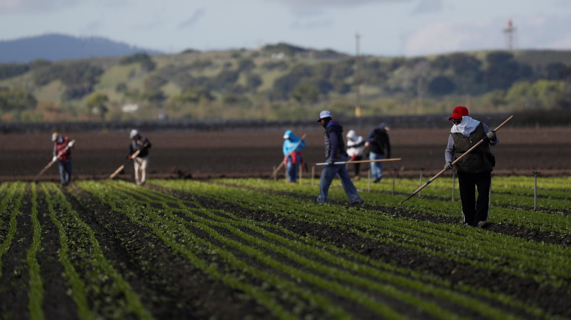 Migrant workers clean fields amid an outbreak of the coronavirus disease