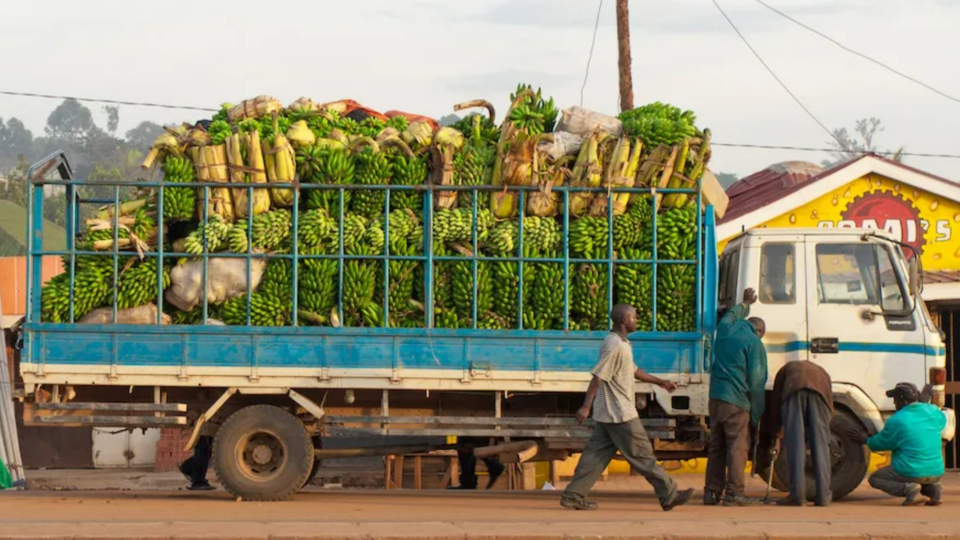 Produce sitting in the back of a truck