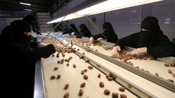 Saudi women work at a dates packaging factory in Al-Ahsa