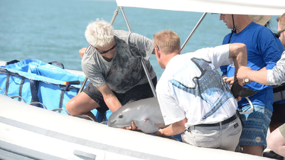 Scientists return a vaquita into the ocean as part of a conservation project