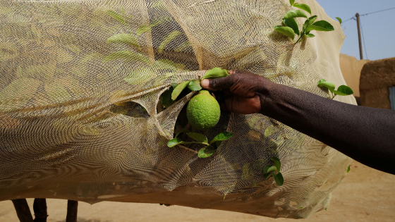 Simbe Gue Soro Ndiouk stands beside his lemon tree