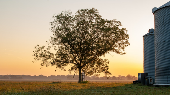 Tree in country field