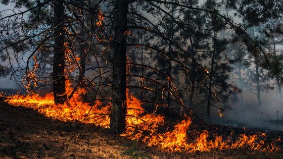 Trees burning in a wildfire