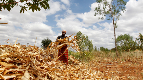 Woman works on her farm after harvesting her maize insured by Pula